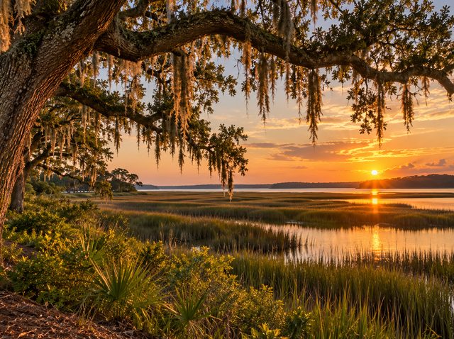 Live oaks and salt marsh at sunset near Leland, NC